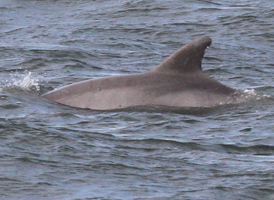 Common Bottlenose Dolphin